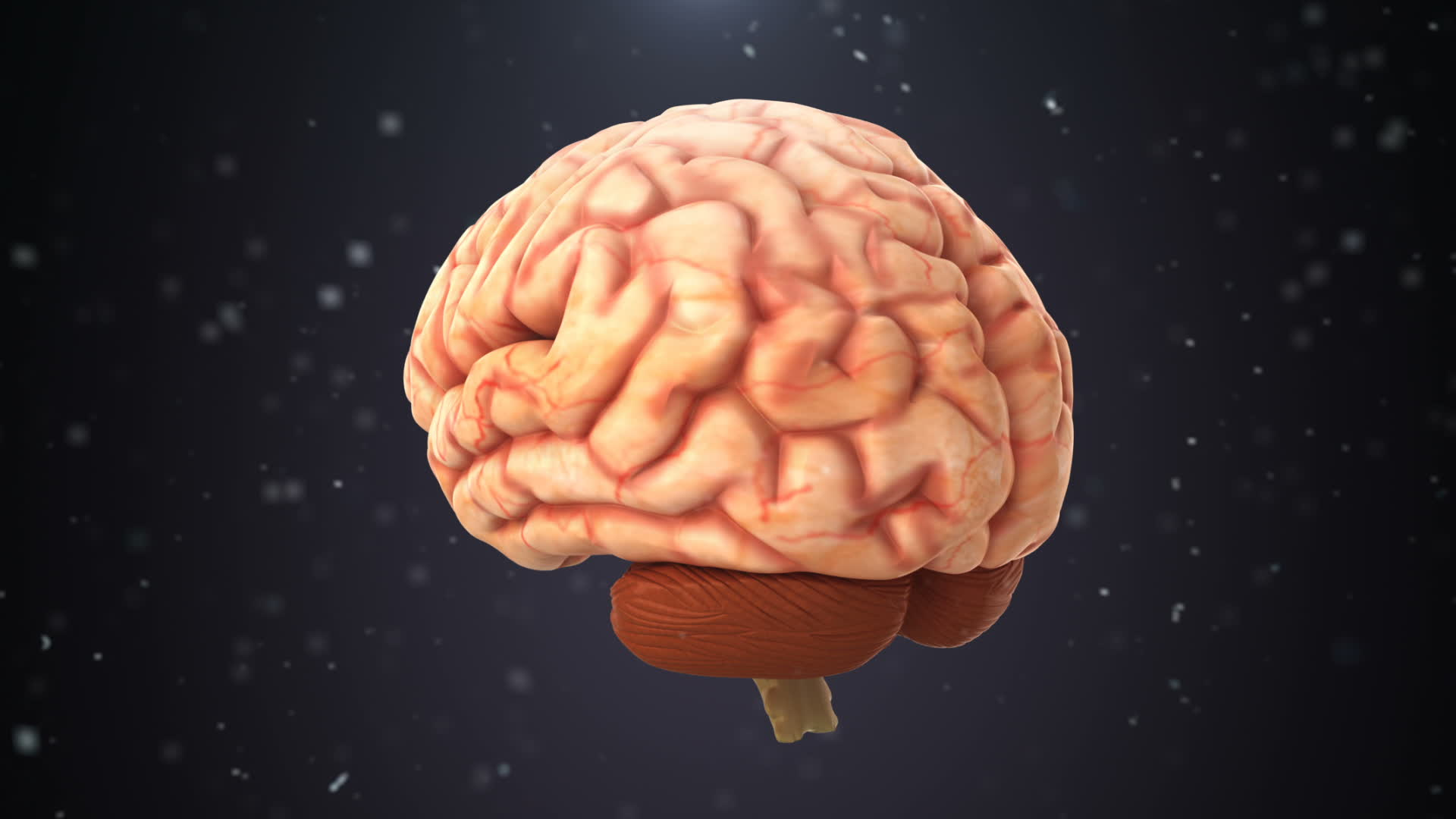 Medical 3D Model - Brain